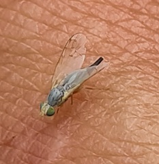 Acanthiophilus helianthi