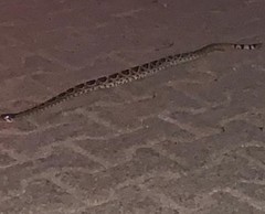 Crotalus ruber lucasensis