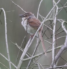 Prinia
