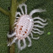 Breadfruit Mealybug - Photo (c) portioid, some rights reserved (CC BY-SA), uploaded by portioid