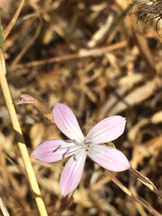 Dianthus strictus