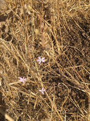 Dianthus strictus