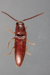 Dipropus simplex
