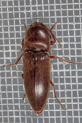 Diplostethus texanus