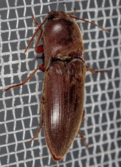 Diplostethus texanus