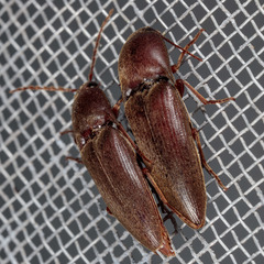 Diplostethus texanus