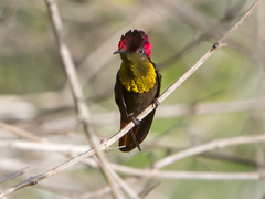 Chrysolampis mosquitus