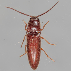Dipropus simplex