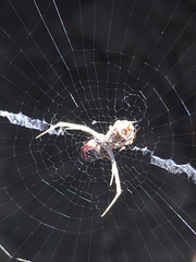 Uloborus walckenaerius