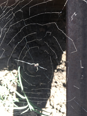 Uloborus walckenaerius