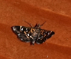 Diathrausta harlequinalis
