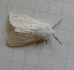 Spilosoma dubia