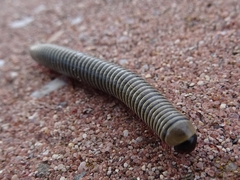 Ommatoiulus lusitanus