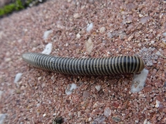 Ommatoiulus lusitanus