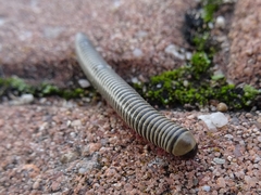 Ommatoiulus lusitanus