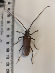 Ochrocydus huttoni
