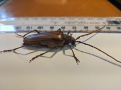 Ochrocydus huttoni