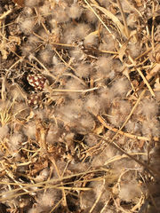 Trifolium pilulare