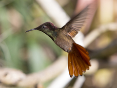 Chrysolampis mosquitus