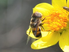 Copestylum quadratum