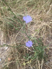Cichorium intybus