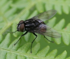 Graphomya maculata