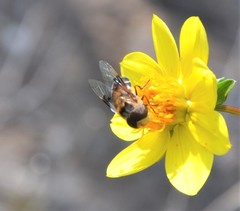 Copestylum quadratum