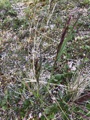 Arctagrostis latifolia