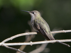 Chrysolampis mosquitus