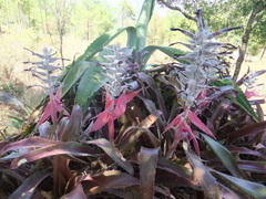 Aechmea tuitensis