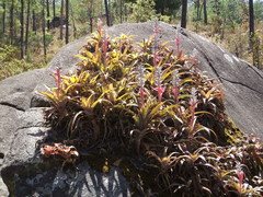 Aechmea tuitensis