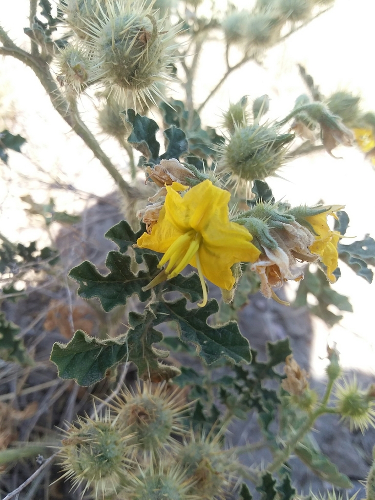 buffalobur from Nunn, CO 80648, USA on August 04, 2020 at 1229 PM by