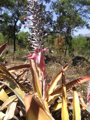 Aechmea tuitensis