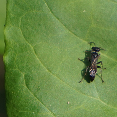 Lyroda