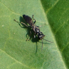Lyroda