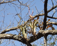 Tillandsia makoyana