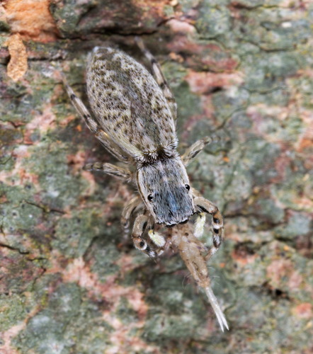 Nepalicius