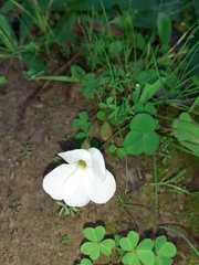 Oxalis minuta