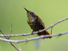 Chrysolampis mosquitus