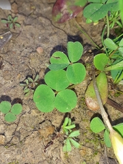 Oxalis minuta