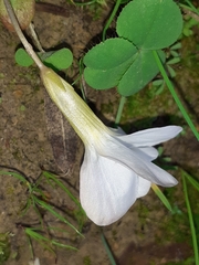 Oxalis minuta