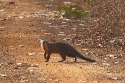 Gambian Mongoose (Mungos gambianus) — Least Concern Mammalia