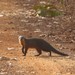 Gambian Mongoose - Photo (c) Markus  Lilje, some rights reserved (CC BY-NC-ND), uploaded by Markus  Lilje
