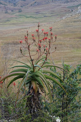 Aloe vaombe image