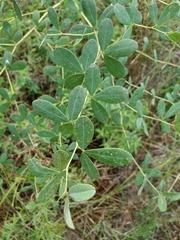 Baptisia alba macrophylla