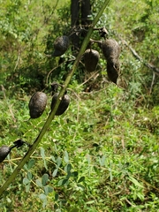 Baptisia alba macrophylla