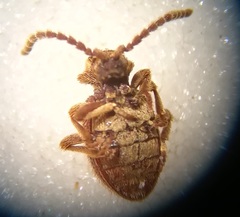 Ptinus bidens