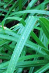 Carex pilosa
