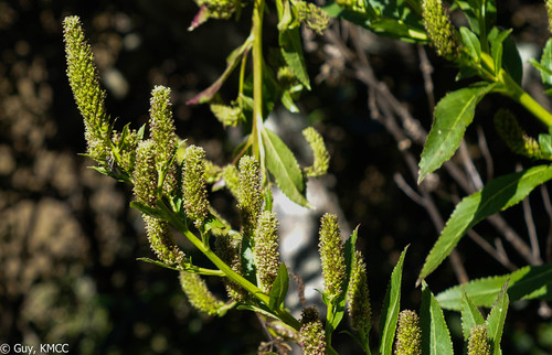 Dialypetalum compactum image