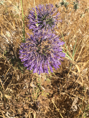 Echinops adenocaulos